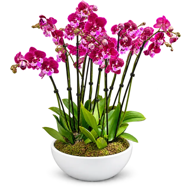 Elegantní sesadba orchideí